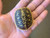 Baby Pancake Tortoise