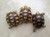 Baby (Jordanian) Greek Tortoise
