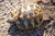 Baby Hermanns Tortoise (Eastern) - B Grade