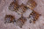 Baby Hermanns Tortoise (Eastern) - B Grade