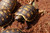 Baby Redfoot Tortoise