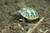 Baby Hermanns Tortoise (Eastern)