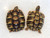 Baby Hermanns Tortoise (Western) 
