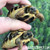 Baby Hermanns Tortoise (Western) 