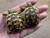Baby (Southern Ibera) Greek Tortoise