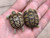 Baby Egyptian Tortoise