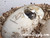 Baby Pancake Tortoise (B Grade)