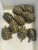 Hermanns (Dalmatian) - Adult Female
