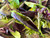 Tortoise Supply "Food Fixer" Tortoise Food Topper - 6oz