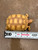 Juvenile "Ivory" Sulcata Tortoise