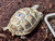 *Exact Tortoise* Big Baby (Northern Ibera) Greek Tortoise #2