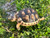 *Exact Tortoise* Big Baby Marginated Tortoise #3