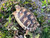 *Exact Tortoise* Big Baby Marginated Tortoise #5