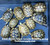 Baby (Syrian) Greek Tortoise