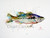 "LARGEMOUTH" limited edition signed and numbered largemouth bass fish print from an original watercolor painting by Dean Crouser. Edition limited to 400 prints.