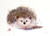 Set of six (6) 'HEDGEHOG'' 5 x 7" blank greeting cards featuring the watercolor art of Dean Crouser. Buy additional sets and save!

Each card measures 5 x 7", blank inside, white envelope included. Each card is packaged in protective clear flap-seal bag.

Dean's printing partner is both FSC (Forest Stewardship Council) and SFI (Sustainable Forest Management) certified. These organizations promote responsible and sustainable management of forests.

Copyright Dean Crouser©

Thanks for looking!