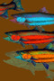 "Steelhead School" fish art from an original watercolor fish painting by Dean Crouser. Available in a variety of products including giclee prints, ceramic tiles and coasters, greeting cards and more.