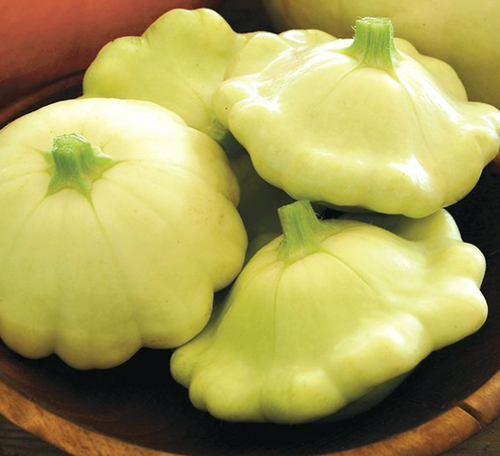 2023 SEEDS, SQUASH, BENNING'S GREEN TINT SUMMER SQUASH