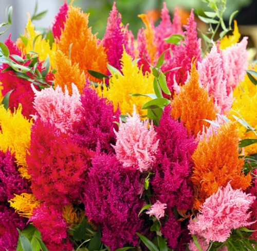 Flowers 6-pack, CELOSIA, Organic, Red Fire Farm