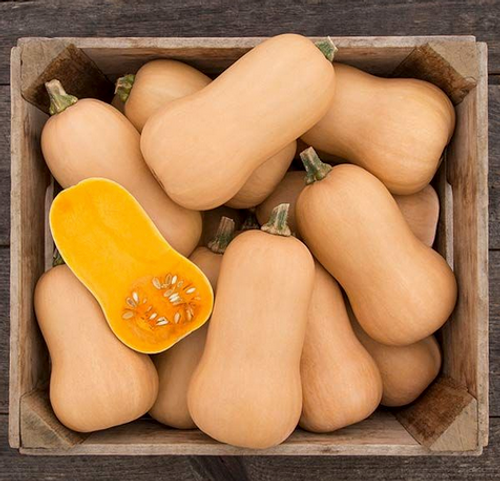 2023 SEEDS, BRULEE BUTTERNUT WINTER SQUASH