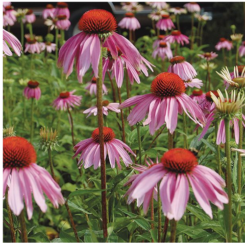 2024 SEEDS, FLOWERS, ECHINACEA PURPUREA, ORGANIC High Mowing