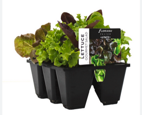 LETTUCE PLANTS, MIXED 6-Pack, Local Organic, Red Fire Farm