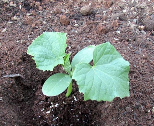 ZUCCHINI PLANT, DARK GREEN Organic - 3x3 inch pot