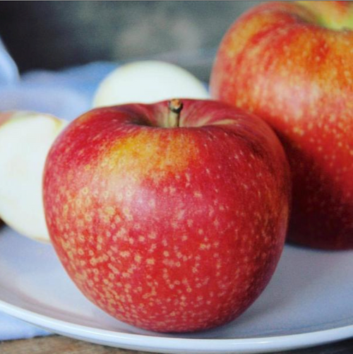 APPLES, ESOPUS  SPITZENBURG, ECO CERTIFIED, HEIRLOOM, by the lb