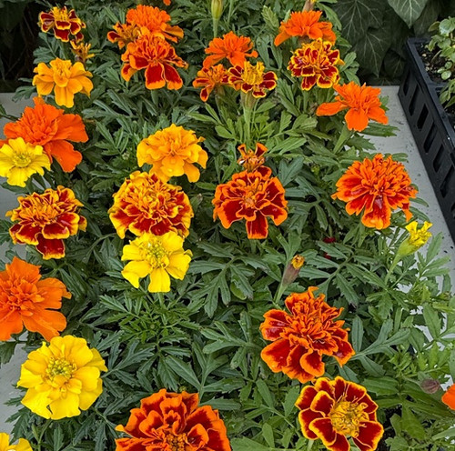 MARIGOLD, starfire mix, plants, 4-pack