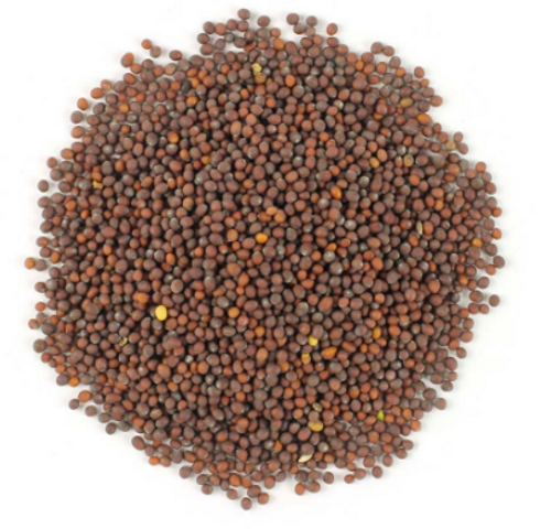 BROWN MUSTARD SEED, ORGANIC, 2 or 4 oz