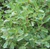 2024 SEEDS, MARJORAM, SWEET, High Mowing Organic Seeds