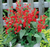 Flowers 6-pack, SALVIA, RED Jewel, Organic, Red Fire Farm