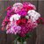 2024 SEEDS, FLOWERS, DIANTHUS, Doubled Chinensis Mix, High Mowng Seeds