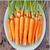 2024 SEEDS, CARROTS, SCARLET NANTES, High Mowing Organic Seeds