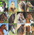 BOOK, WILD FOR HORSES, Workman Publishing - 50 Pages, 24 Posters, 24 Collectible Cards