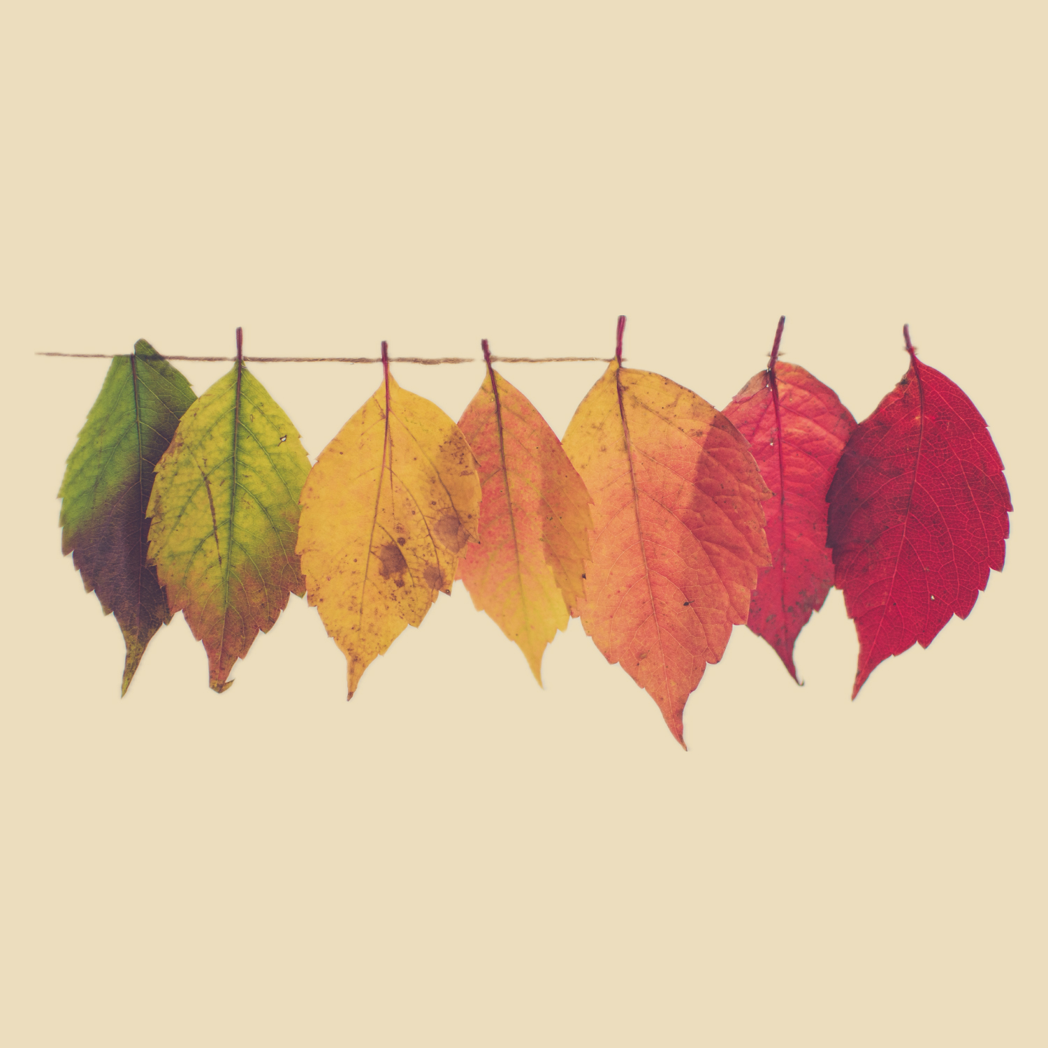 New Season, New Arrivals