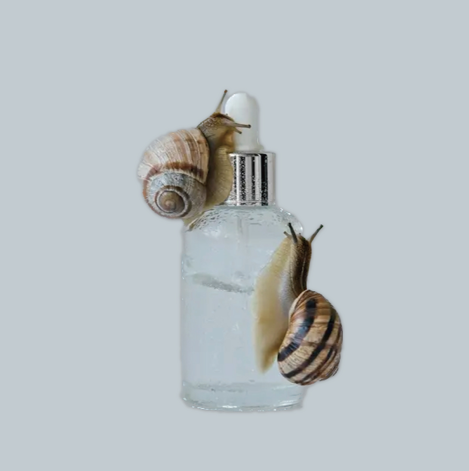 Ingredient Spotlight : The Magic of Snail Mucin