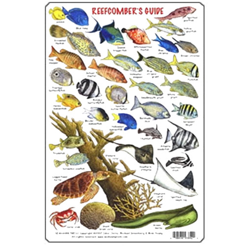 Tropical Atlantic and Caribbean Fish Guide