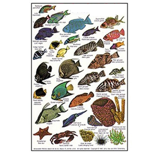 Caribbean and Florida Keys Corals, Fishes and Crustaceans Fish Guide