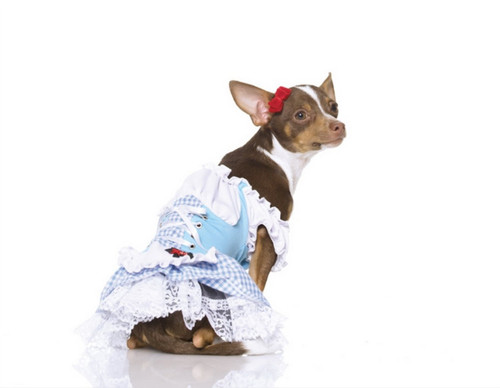 Dorothy Wizard of Oz Country Girl Cute Fancy Dress Halloween Dog Cat Pet Costume