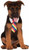 Rainbow Tie Pet Costume Accessory