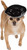 Sombrero Hat Pet Costume Accessory