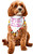 Sprinkle Birthday Bandana Pet Shop Pet Costume Accessory