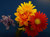 Del Sol Fiesta Theme Party Decoration Flower Centerpiece