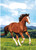 Horse & Pony Western Farm Animal Kids Birthday Party Favor Sacks Loot Bags