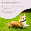 Corgi lying on grass, Detox Support benefits graphic