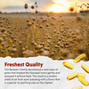 Flax field at sunset with softgels, freshest quality graphic