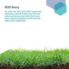 Green grass with SOD story text