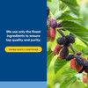 Mulberries on a branch, finest ingredients and third party certified graphic