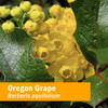 Oregon grape flowers and leaves, Berberis aquifolium botanical photo
